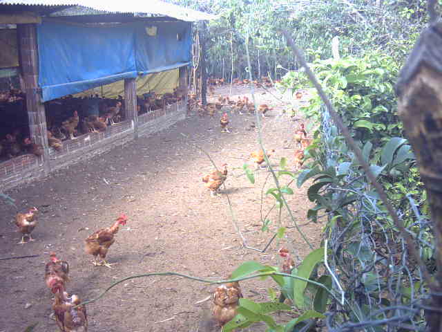 agronegócio orgânico natural