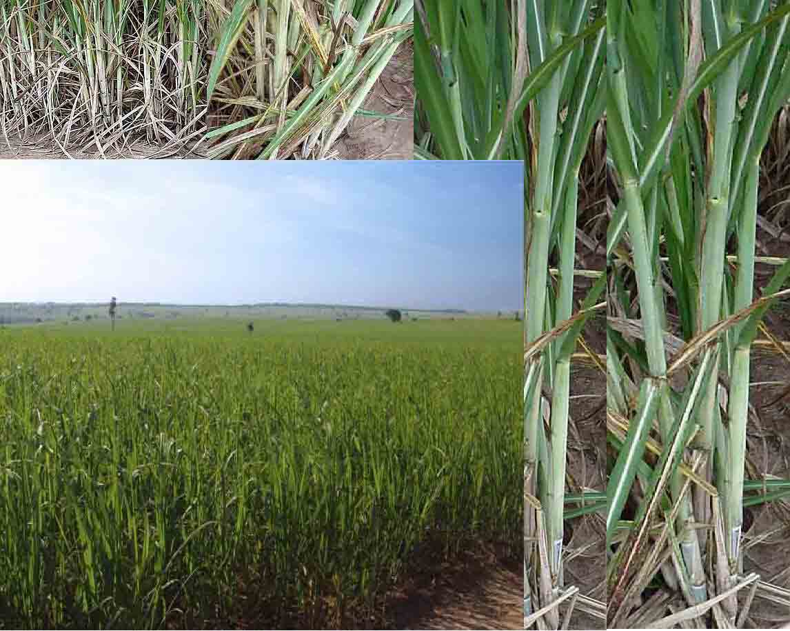 Fazenda  Area total 168 alq. arrendada 50 a tonelada