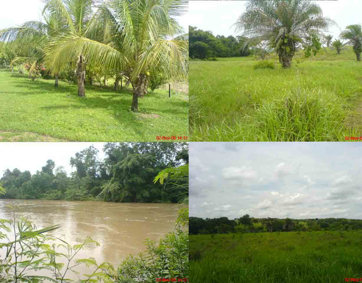 FAZENDA DE 156 ALQUEIRES