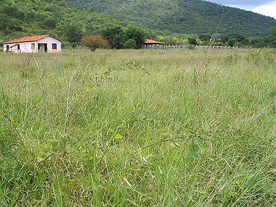 FAZENDA PECUÁRIA , BIODIESEL NA BAHIA