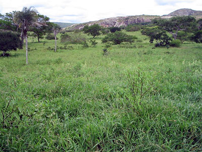 FAZENDA PECUÁRIA, REFLORASTAMENTO , BIODIESEL NA BAHIA