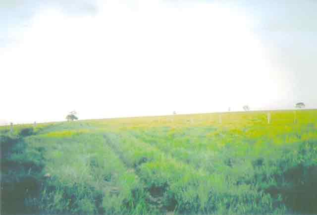 EXCELENTE OPORTUNIDADE EM AMAMBAI MATO GROSSO SUL