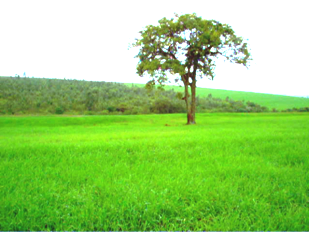 FAZ. 200 metros do asfalto.  Pronta p/ cana - 20 km de 3 usinas no norte do PR