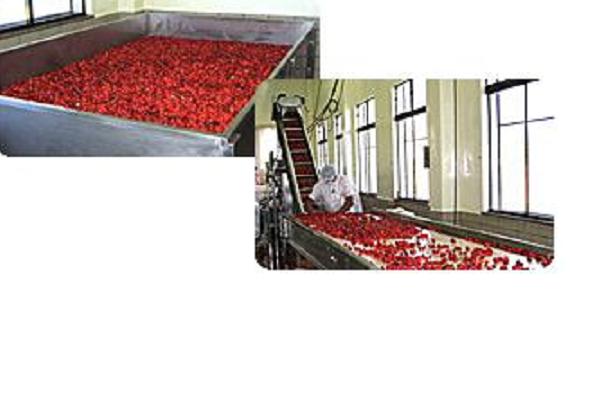 Vdo Indústria de Polpa de Frutas Congeladas - SP