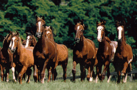 FAzenda Haras SP - 280 ha