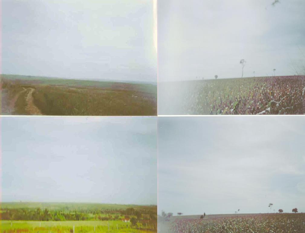 fazenda de 530 alqueires para cana