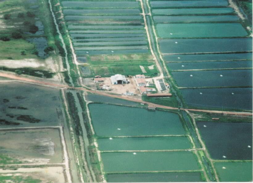 Fazenda de Camarão