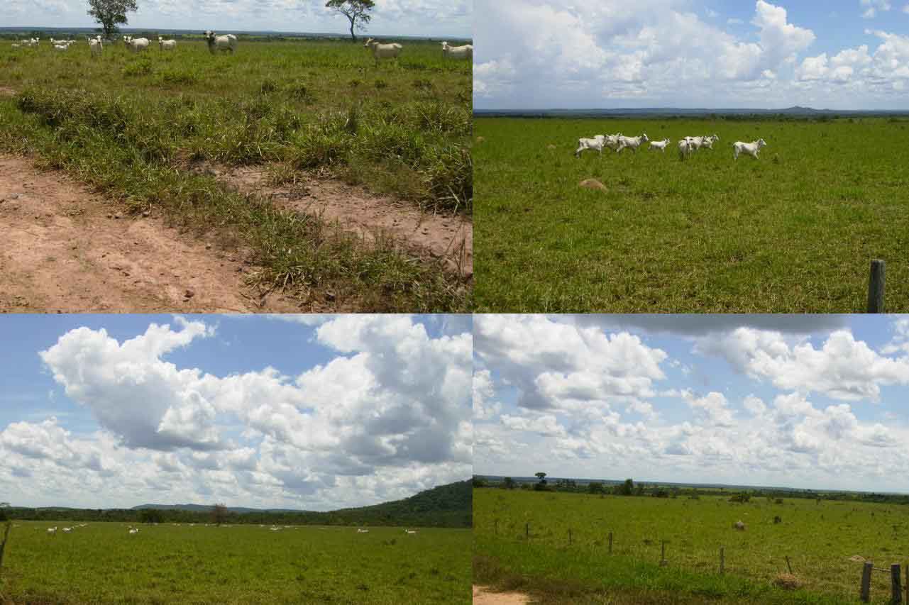 Fazenda de Dois Mil e Novecentos e trinta e cinco Hectares com divida banco