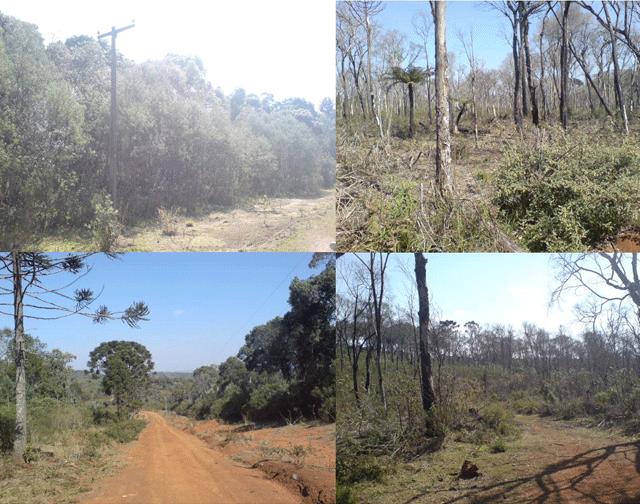 FAZENDA DE 560 ALQUEIRES