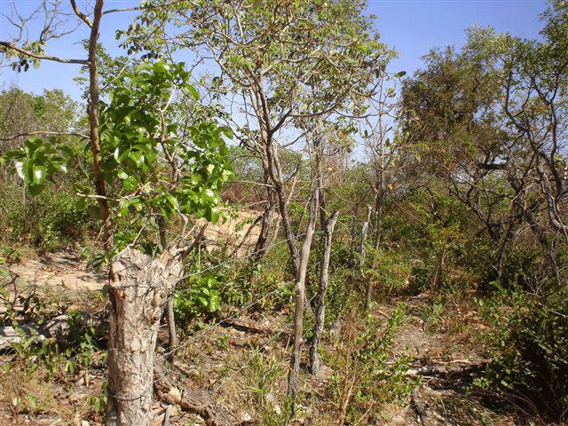 Fazenda de 4800 hectares
