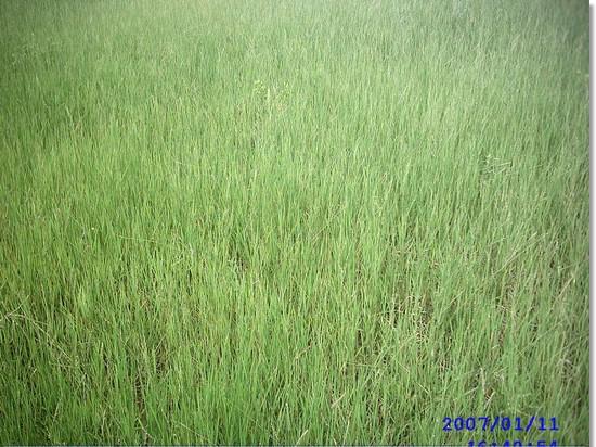 Fazenda de 113 alqueires