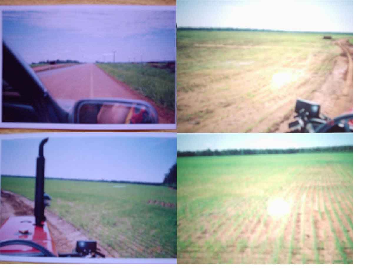 Área 700 alquerão  Goiano Área formada 100 alquerão  Goiano