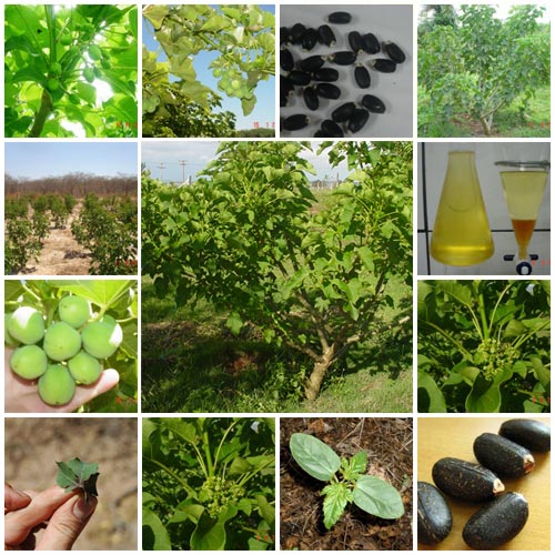 FAZENDA CACHUEIRINHA -2