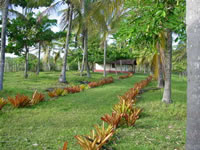 SÍTIO COM 4800M² COM 300 COQUEIROS EM PRODUÇÃO