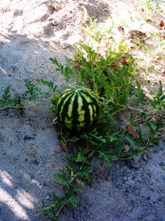 ótima chacara (venda porteira fechada)
