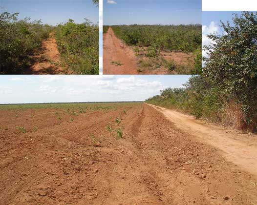 LUIS EDUARDO MAGAL. A 17 KM DO ANEL DA SOJA