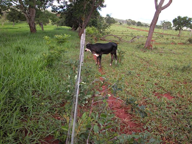 Fazenda 272 alqueires goianos que corresponde a 544  alqueires paulistas  ou 1.316  hectares.