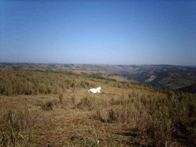 Fazenda de 366 alqueires, 300 em pasto (brisantão), 16 divisões, 03 casas madeira, mangueira complet