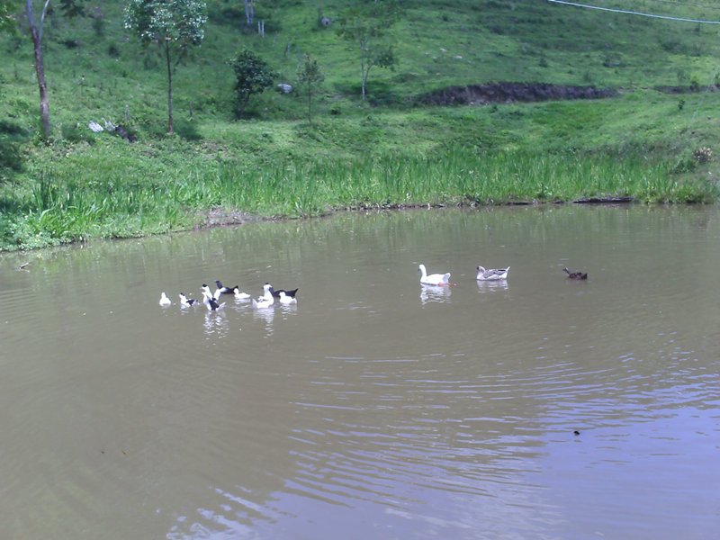 VENDO FAZENDA EM SÃO LUIZ DO PARAITINGA