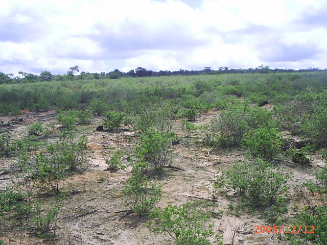 Eucalipto Citriodoro