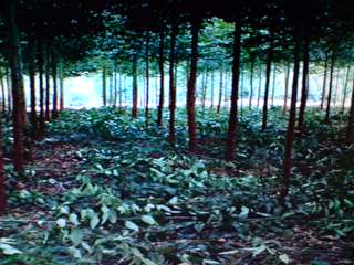 Excelente Fazenda em Ribeirão Do Pinhal