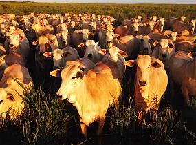 EXCELENTE FAZENDA NA REGIÃO DE DOURADOS - MS