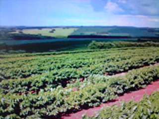 Excelente Fazenda na Região de Ribeirão do Pinhal