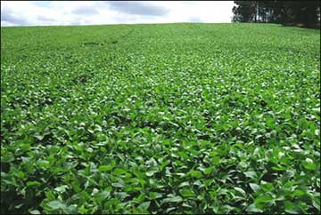 Fazenda Confiança II