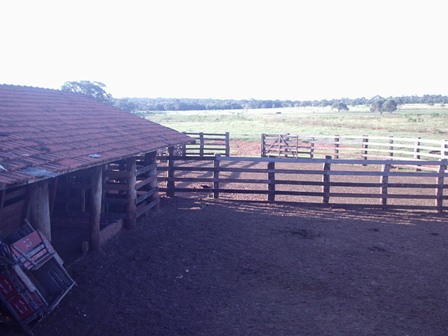 Pecuária 250 alqueires no MS