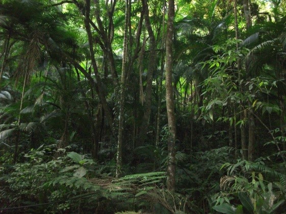 Compensação ambiental no bioma – mata atlântica