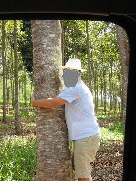 FAZENDA SOJA MOGNO TECA PARICA CEDRO 882 HECTARES