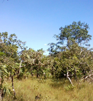 FAZENDA EM BALSAS, MA