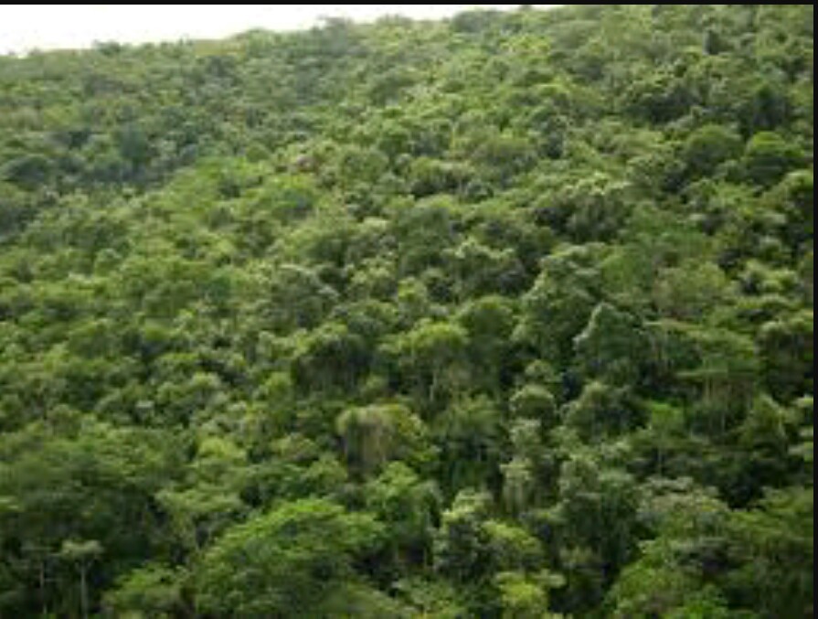 Vendo mata atlântica com GEO CCIR ITR CAR Incra mapa DWG em todo o Brasil