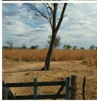 Fazenda para gado pronta na Bahia com reses