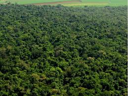 MATA NATIVA PARA COMPENSAÇÃO RESERVA LEGAL 190 HAS