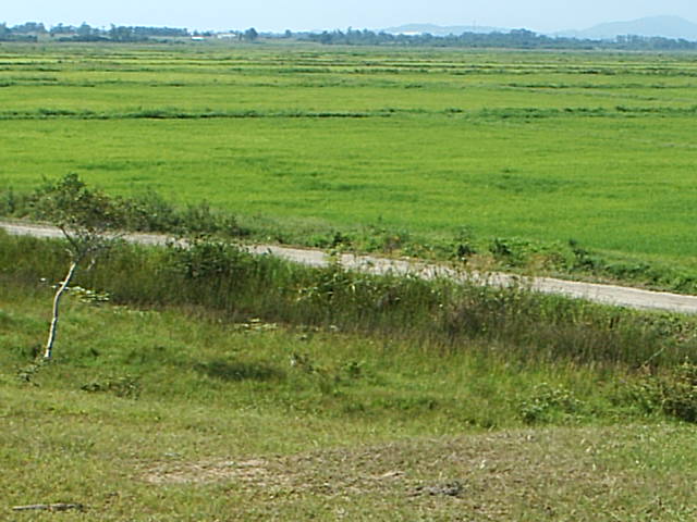 Fazenda de arroz com 250has a 15km do mar, Sul-SC