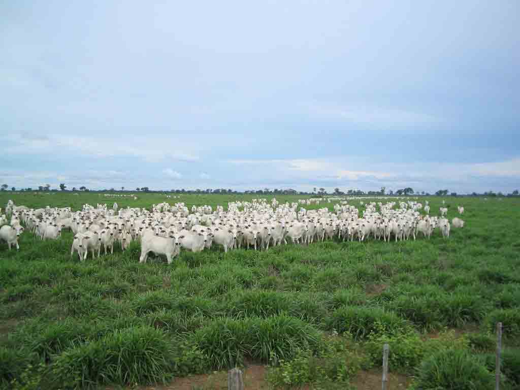 FAZENDA DE 12 MIL HECTARES BARRA DO GARÇA