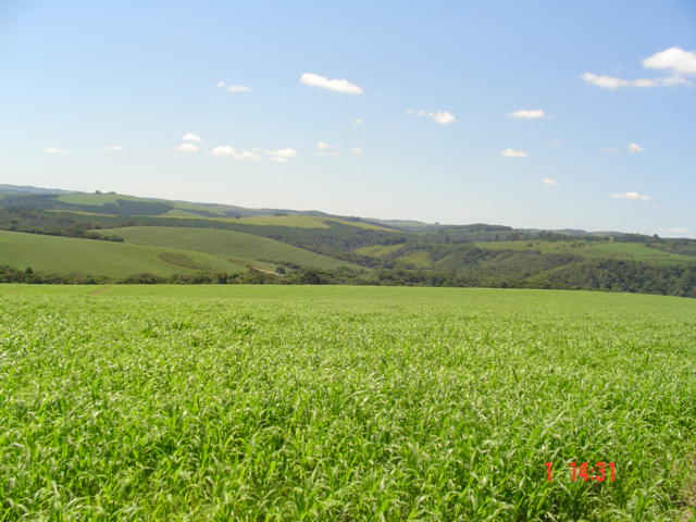 Fazenda em Tibagi Pr. URGENTE